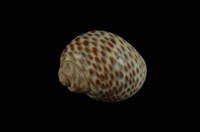 藏品(豹斑玉螺)的圖片